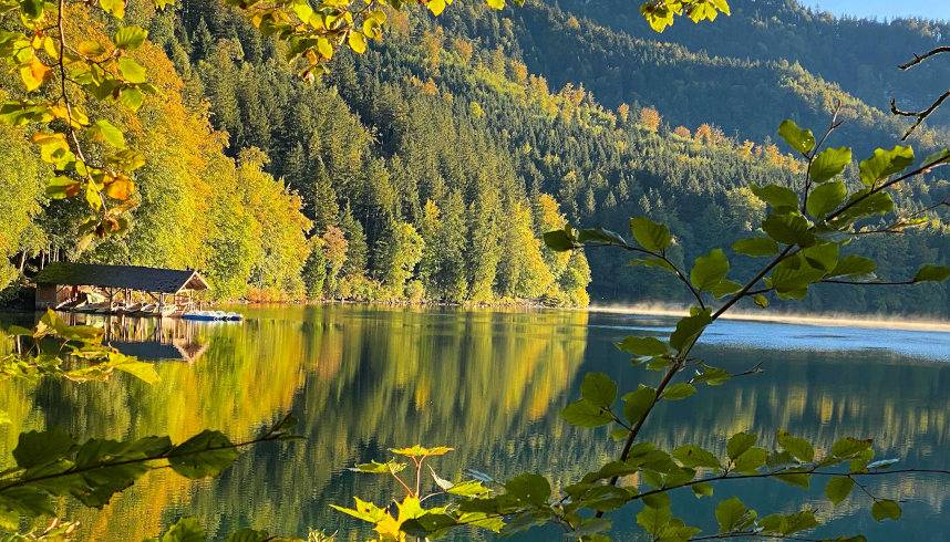 Ausblick auf den Alpsee