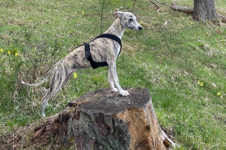 Wandern mit Hund ohne Leine