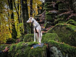 Wandern im Westerwald mit Hund im Herbst